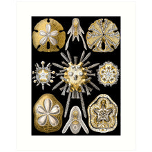 Load image into Gallery viewer, 8x10 Prints