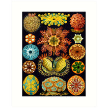 Load image into Gallery viewer, 8x10 Prints