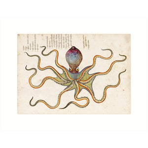 Octopus