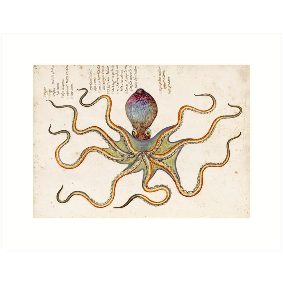 Octopus