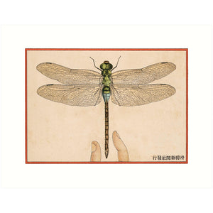 Dragonfly