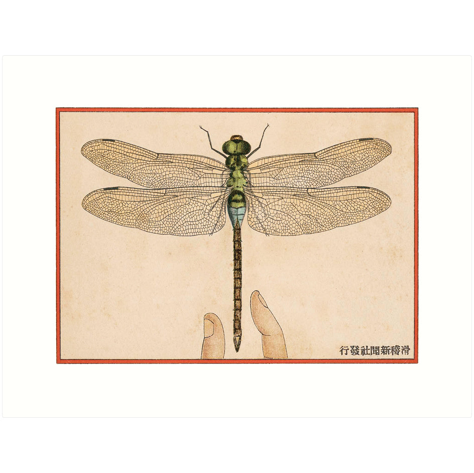 Dragonfly