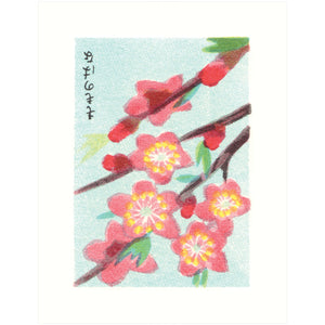 Cherry Blossoms