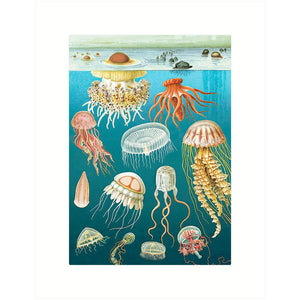 Jelly Fish