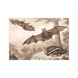 Bats