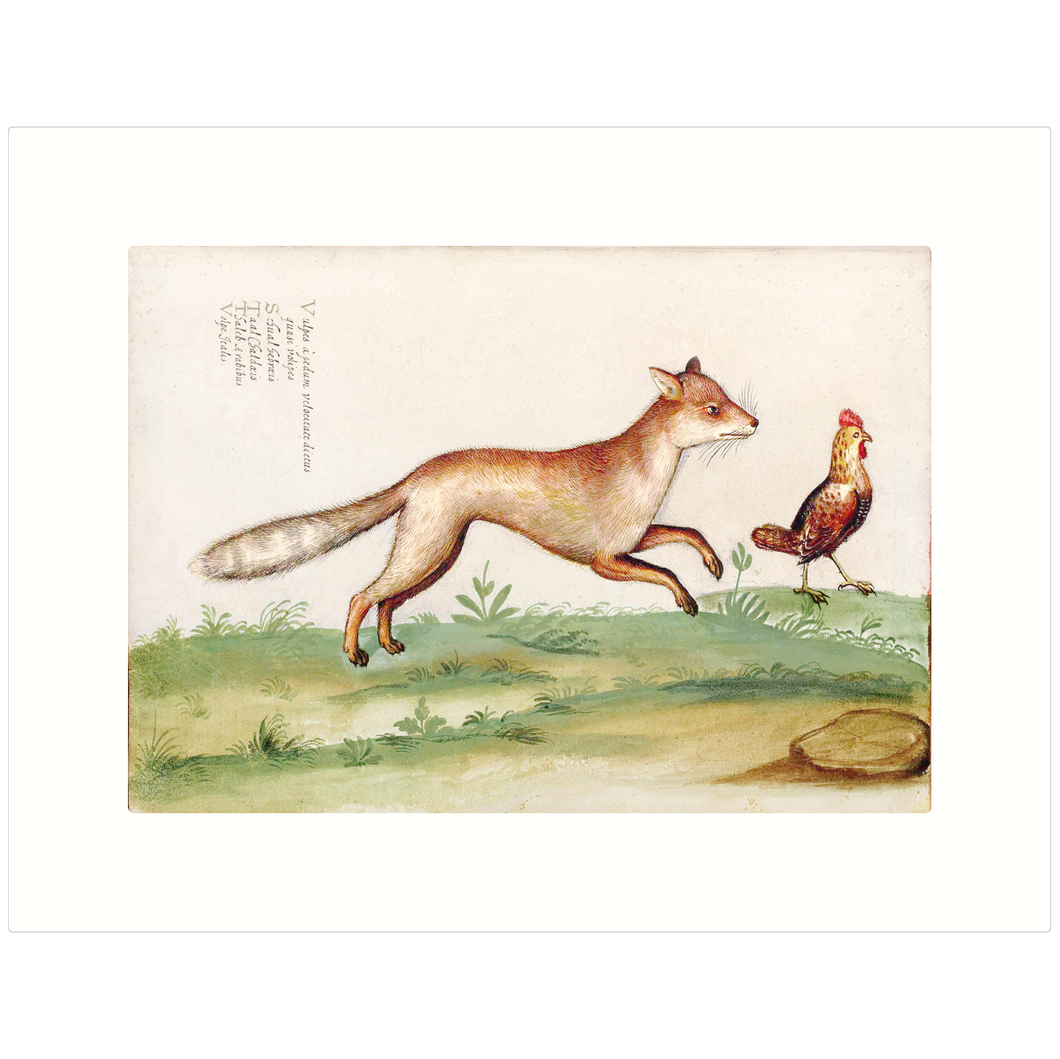 Fox & Rooster