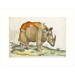 Rhinoceros