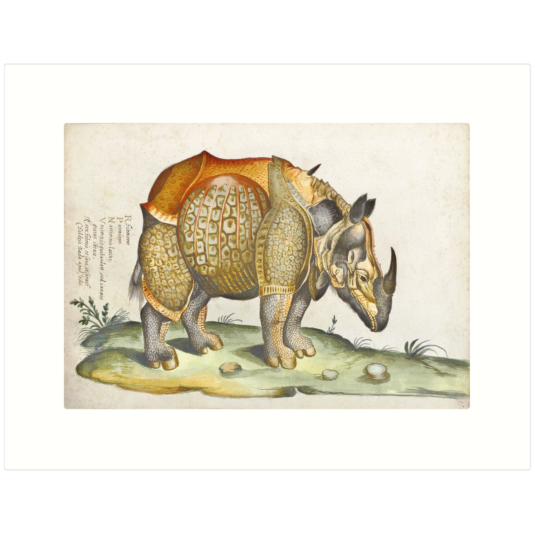 Rhinoceros