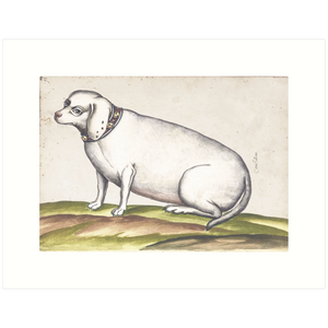 Old Dog