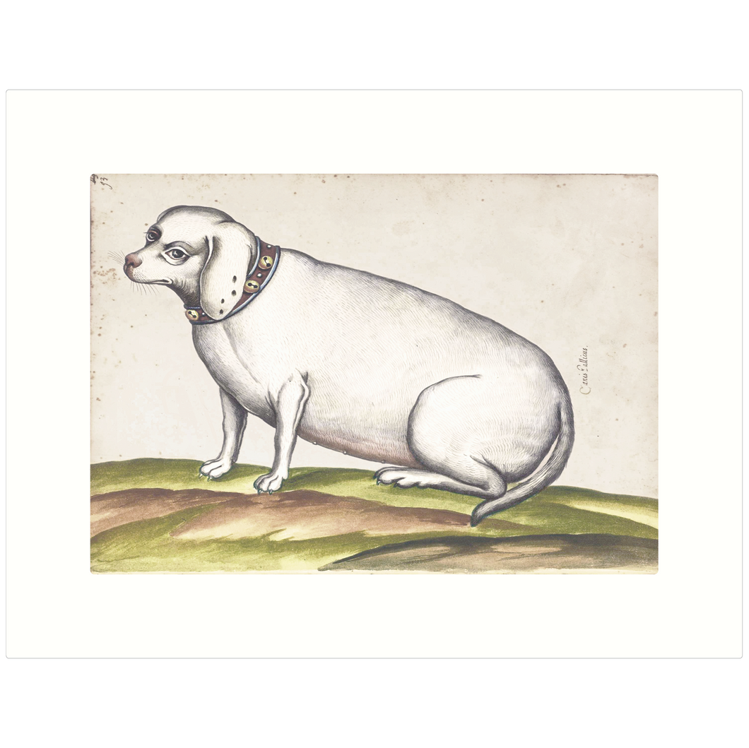 Old Dog