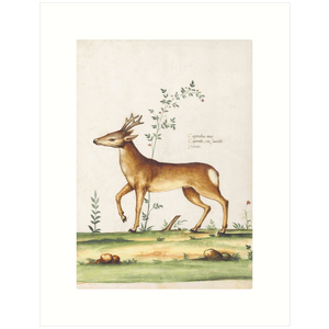 Deer