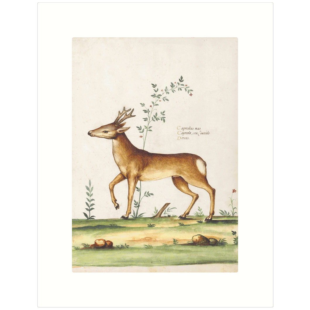 Deer