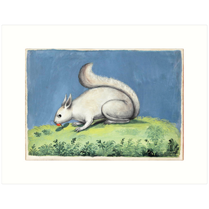 Squirrel