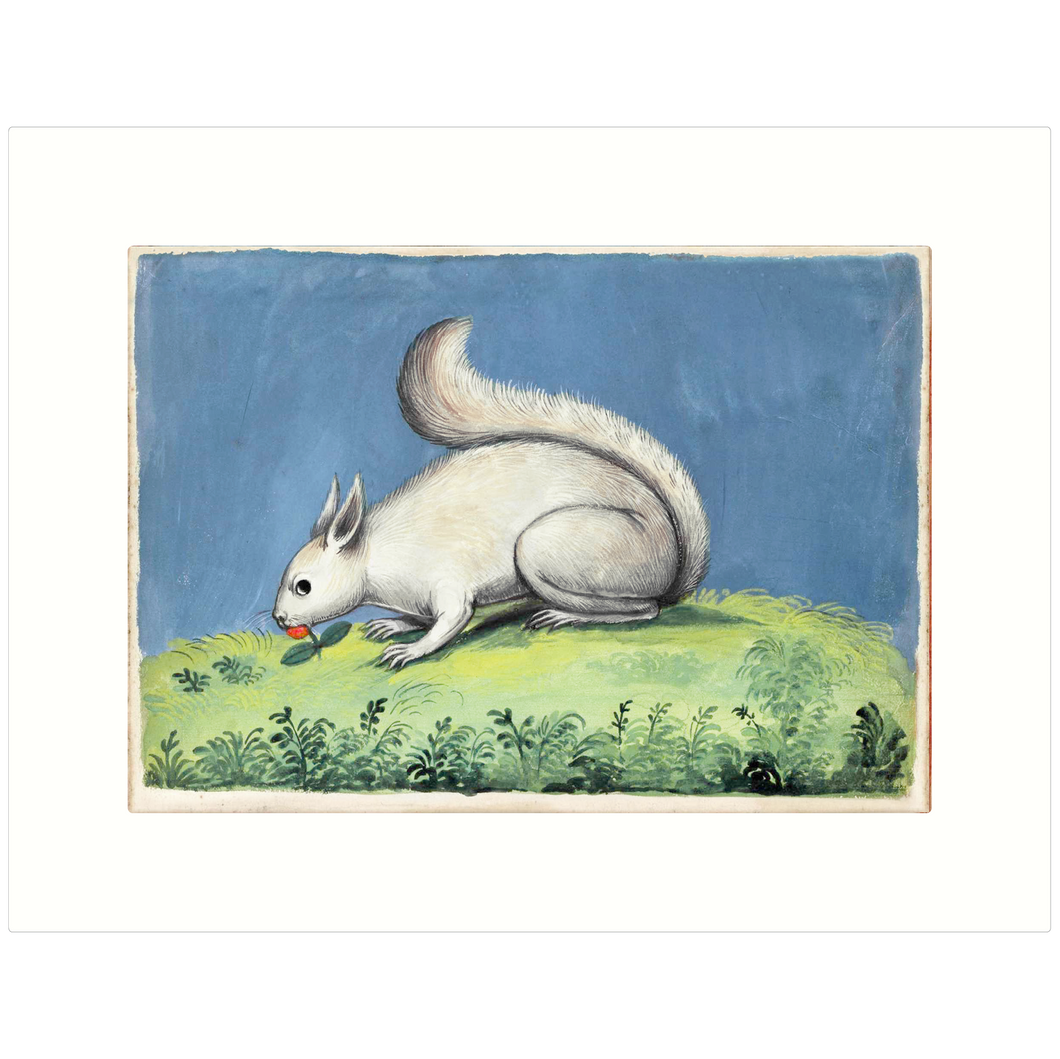 Squirrel