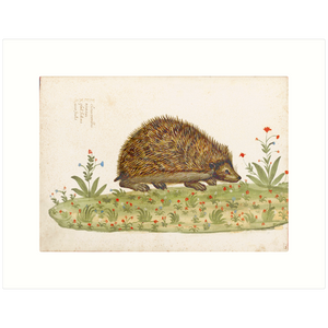 Hedgehog