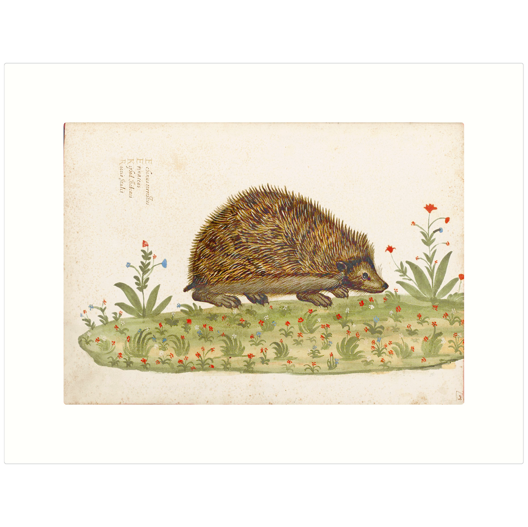 Hedgehog