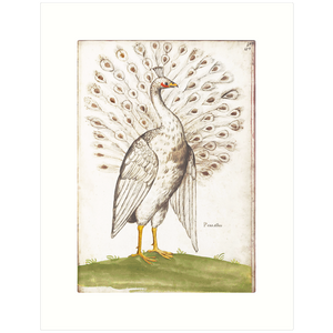 Peacock