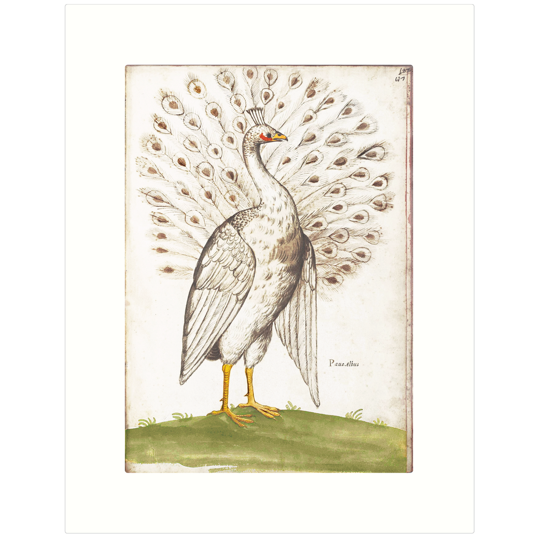 Peacock