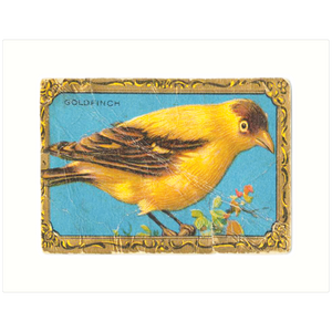 Goldfinch
