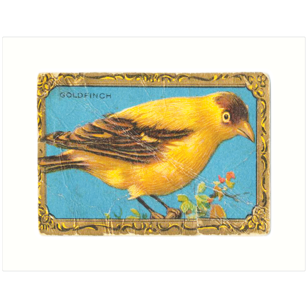 Goldfinch
