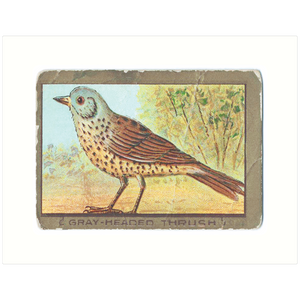 Gray-Headed Thrush