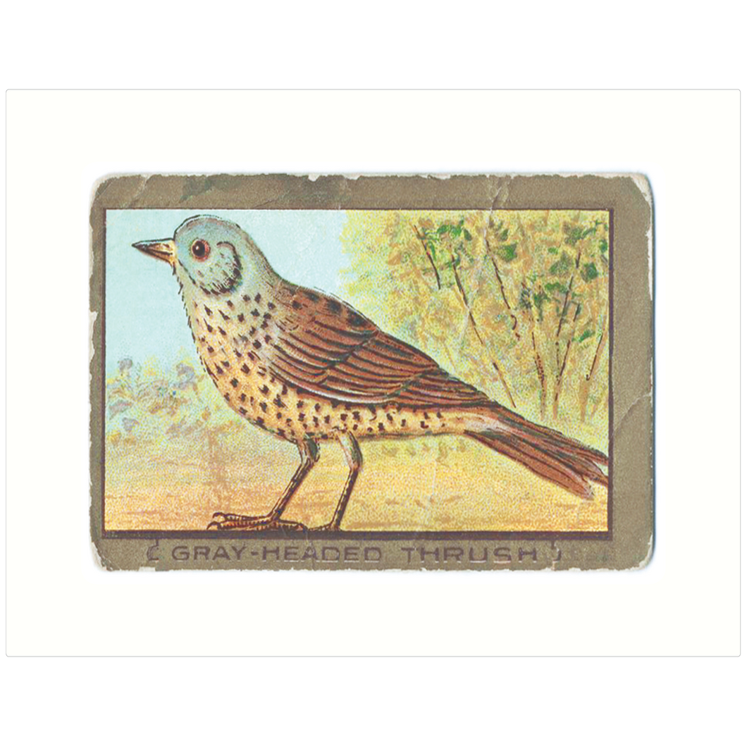 Gray-Headed Thrush