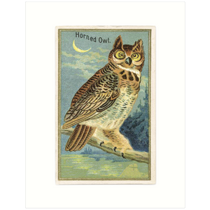 Horned Owl