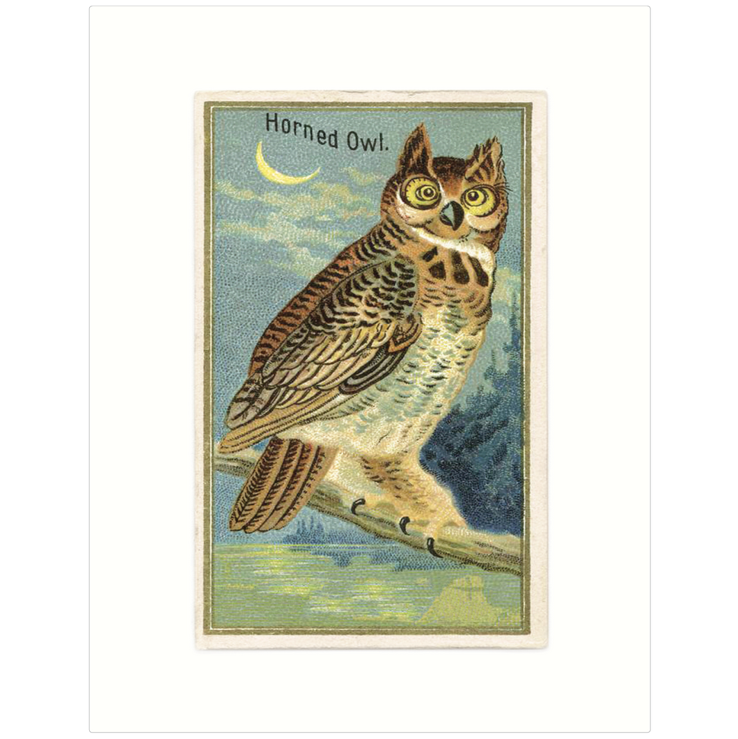 Horned Owl