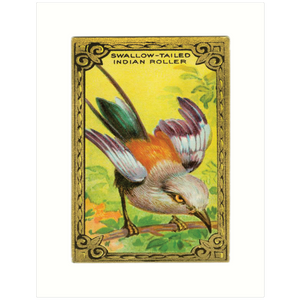 Indian Roller