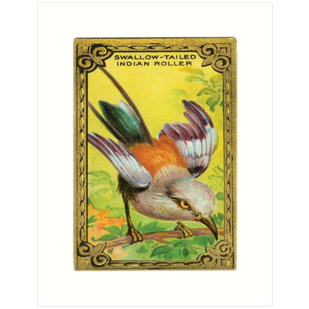 Indian Roller