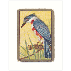 Kingfisher