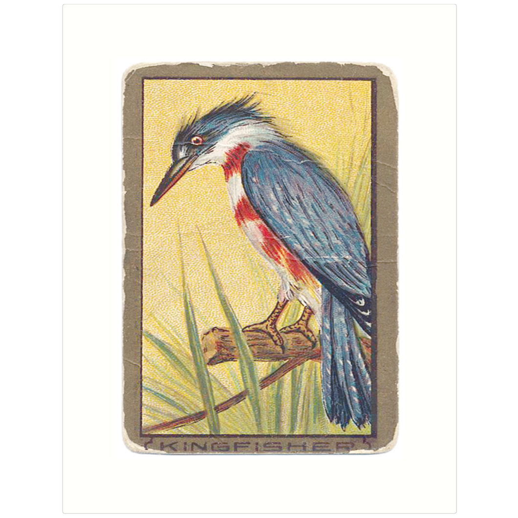 Kingfisher