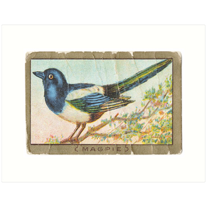 Magpie