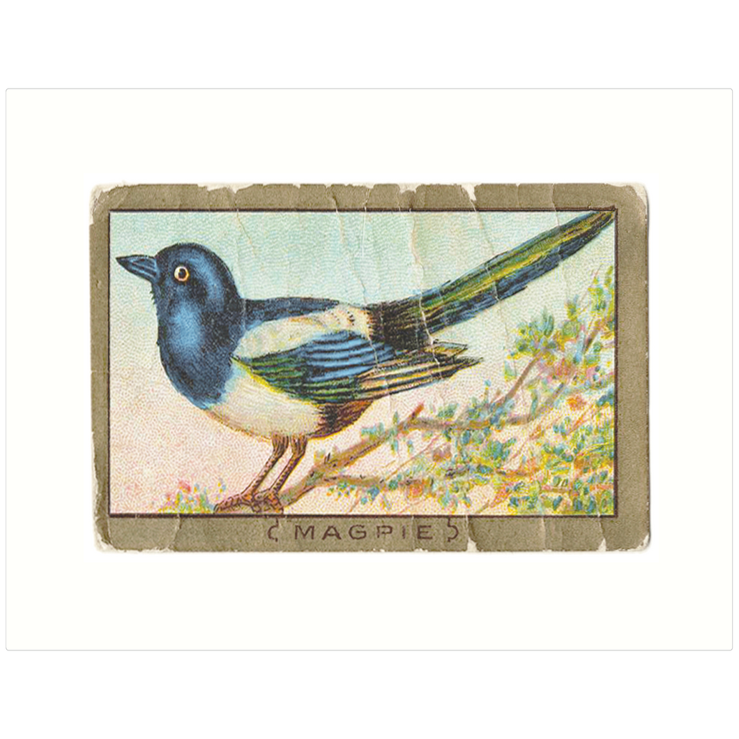 Magpie
