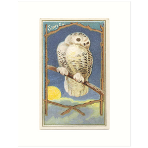 Snowy Owl