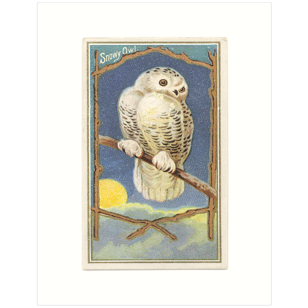 Snowy Owl