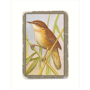 Wood Warbler