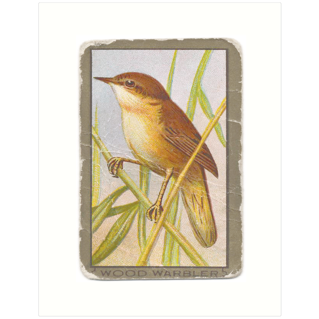 Wood Warbler