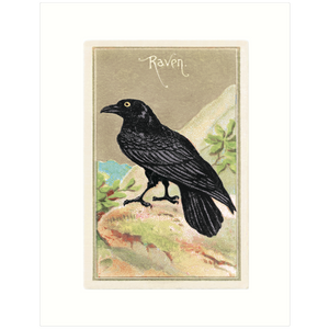 Raven 1