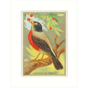 Robin