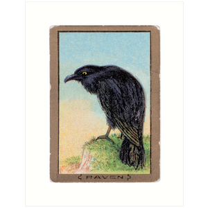 Raven 11