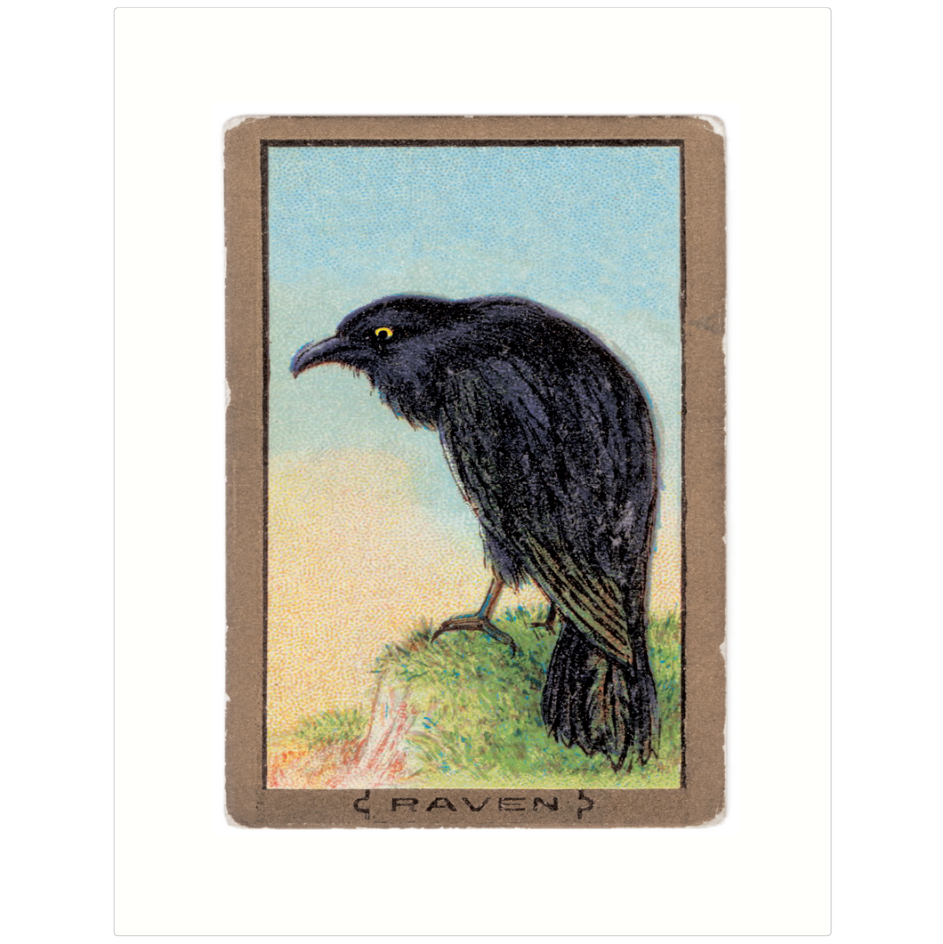 Raven 11