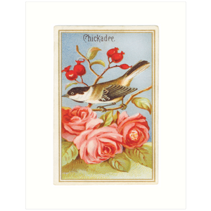 Chickadee