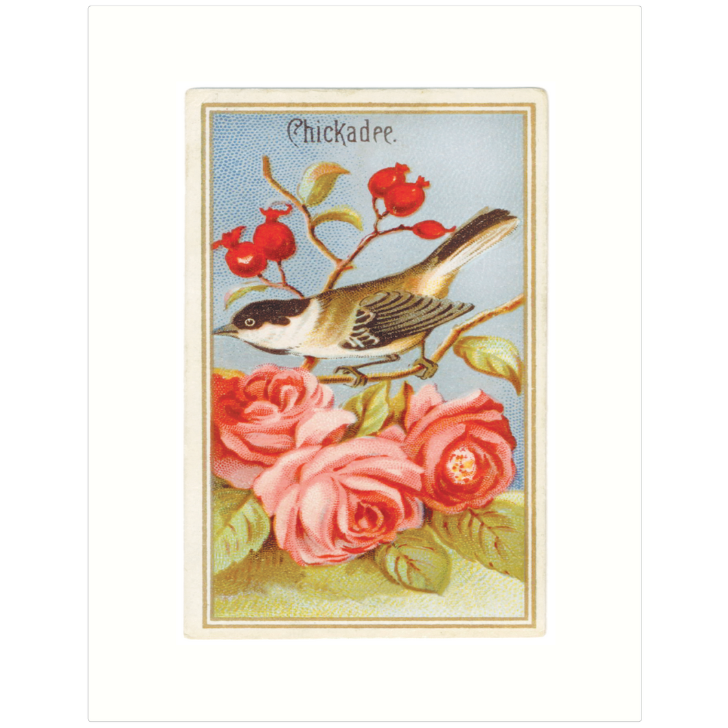 Chickadee