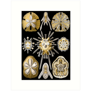 Haeckel 30