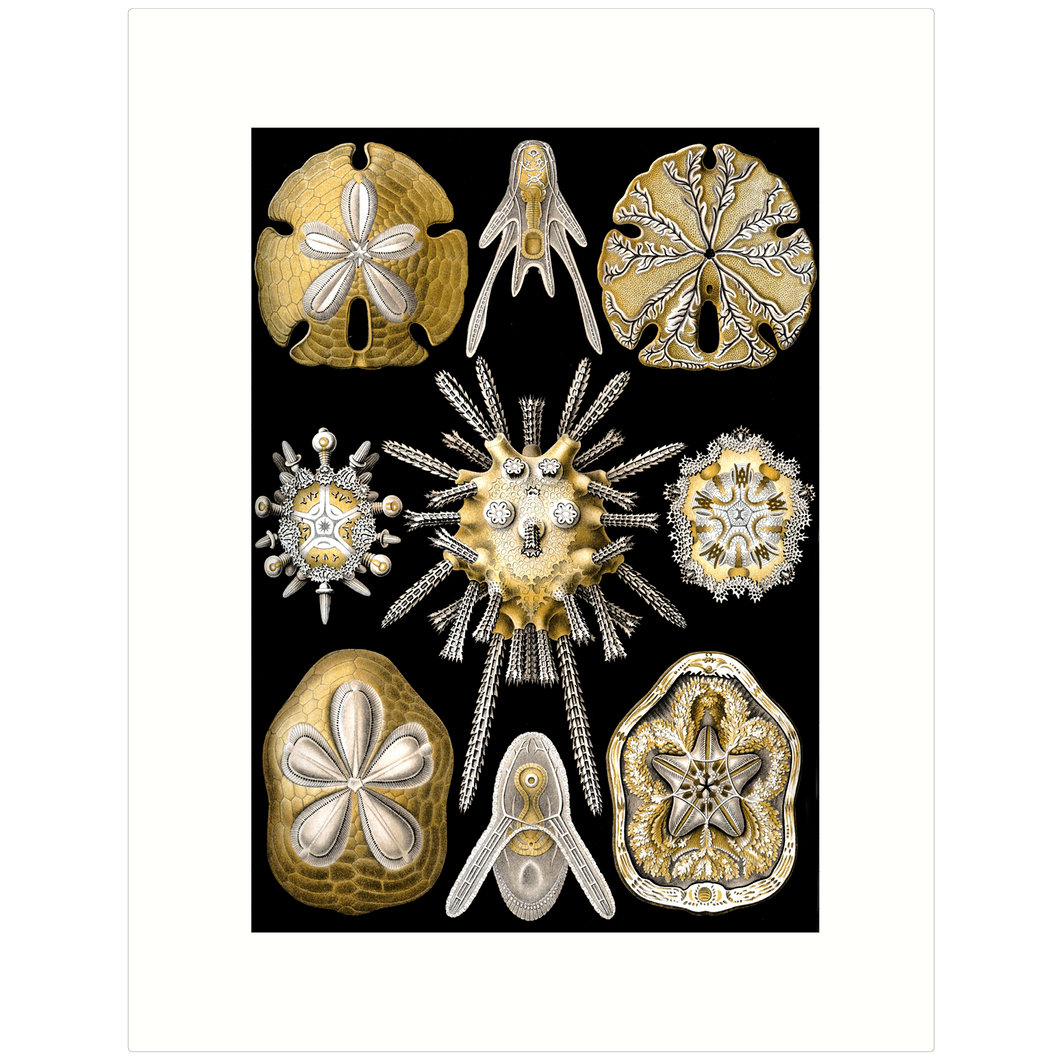Haeckel 30