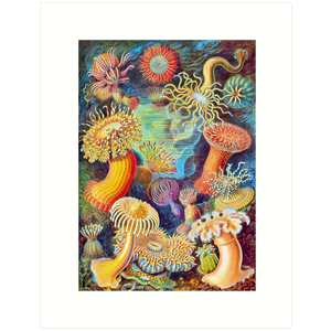 Haeckel 49
