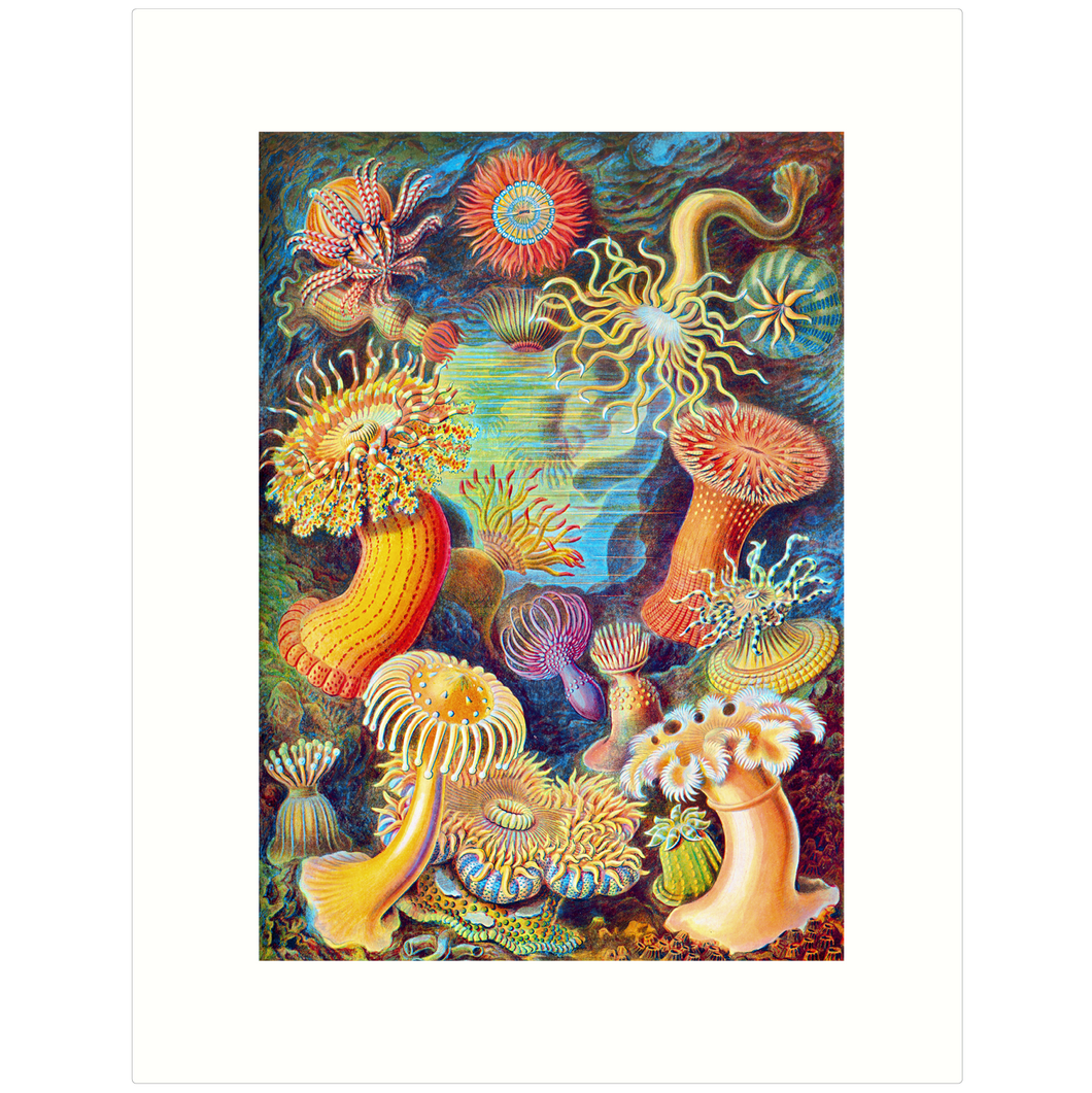 Haeckel 49