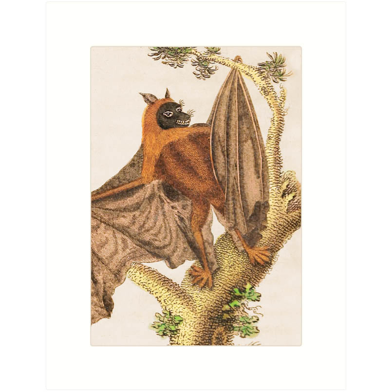 Ternate Bat
