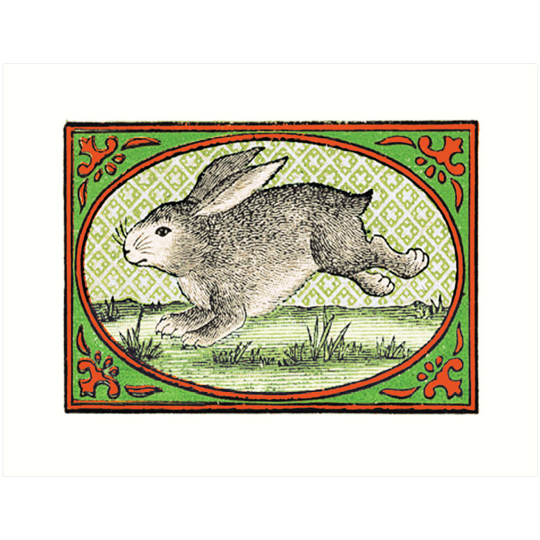 Rabbit